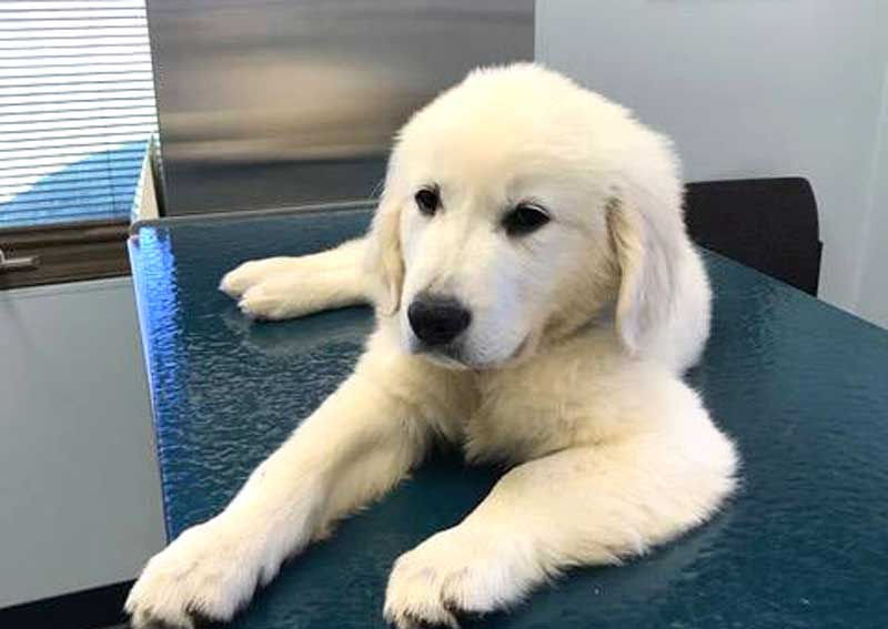 Carousel Slide 4: Puppy veterinary exams